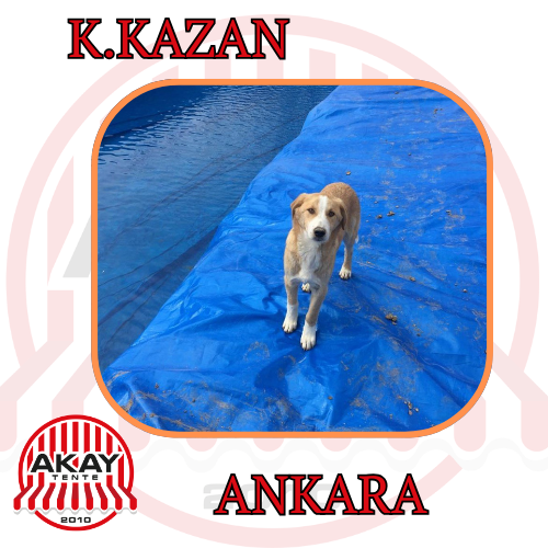 Artvin Gölet Brandası Fiyatları